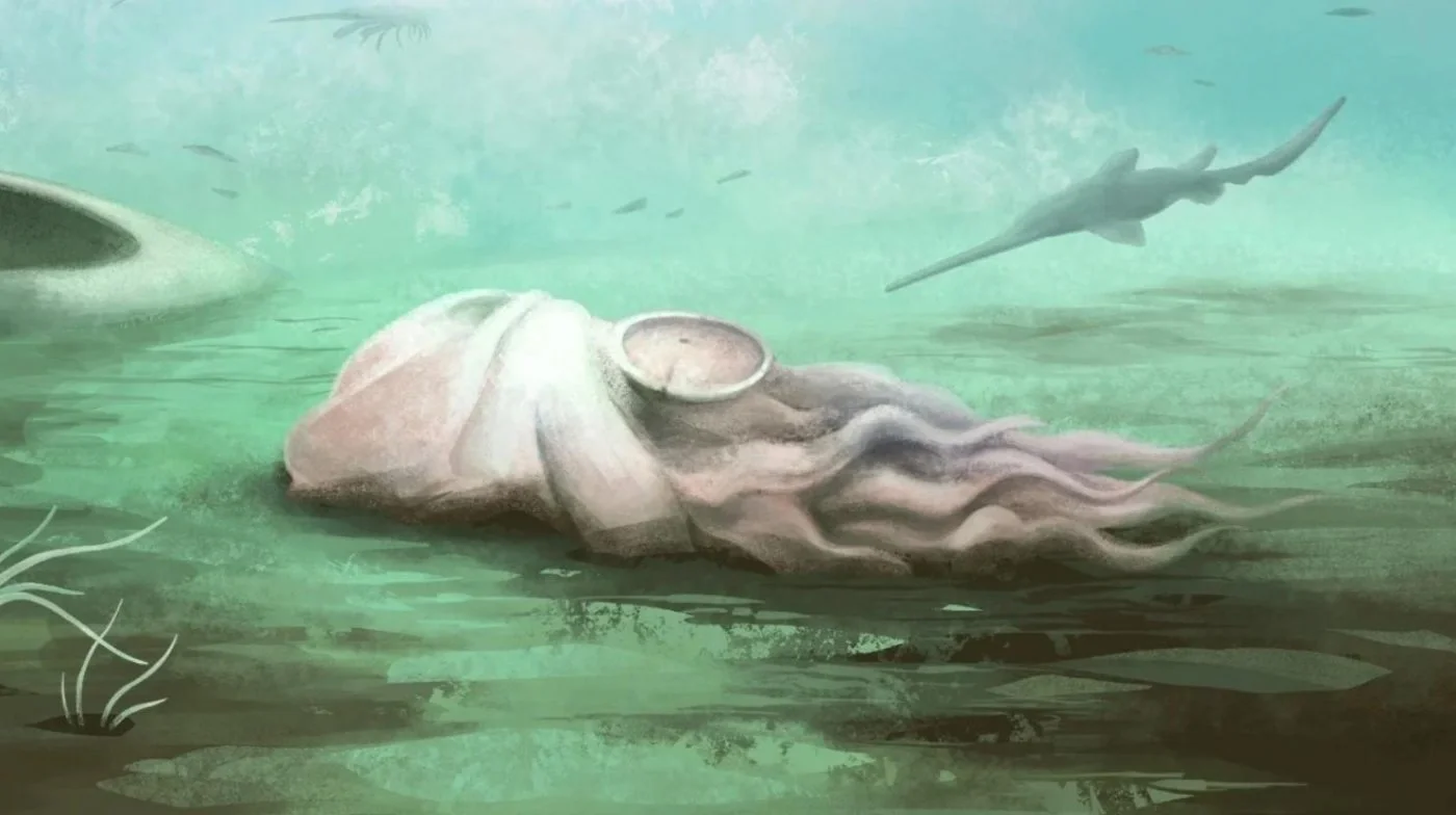 Dünyanın ən qədim səkkizayaqlı ilbizi hesab edilən 300 milyon illik fosilin əsl sirri açıldı