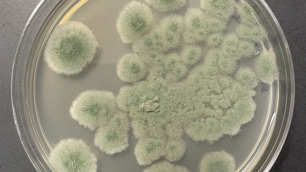 "NASA"nın təmiz otaqlarında kosmik radiasiya və vakuuma dözən göbələk növü kəşf edilib