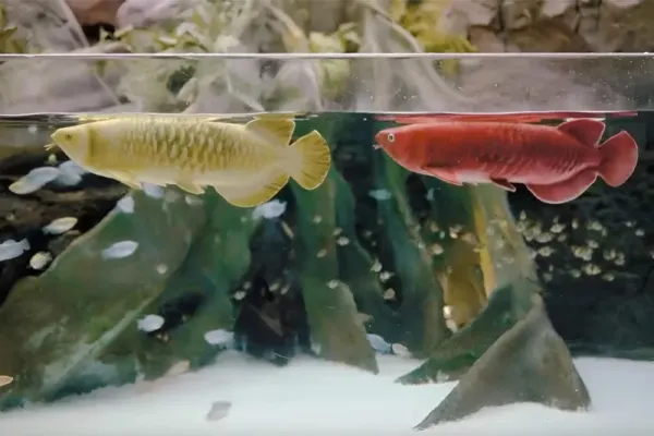 "FullDepth" şirkəti akvariumlar üçün "Bionic Arowana" adlı robot balıq təqdim edib