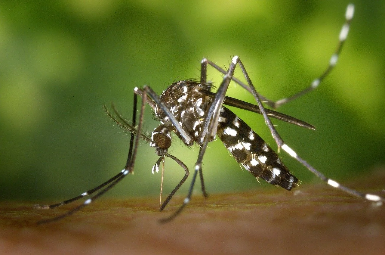 Bioloqlar təhlükəli "Leishmania" parazitinin aktiv DNT mübadiləsi etdiyini aşkar ediblər