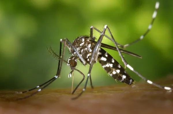 Bioloqlar təhlükəli "Leishmania" parazitinin aktiv DNT mübadiləsi etdiyini aşkar ediblər