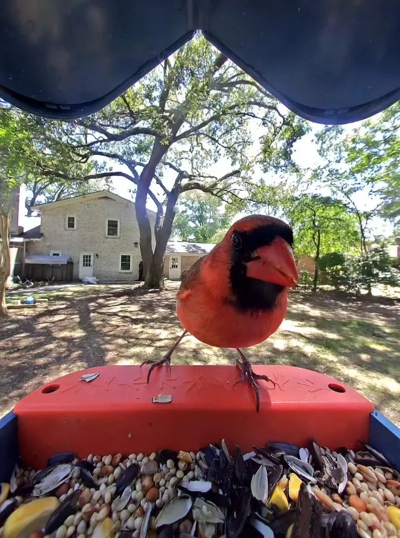 Günəş enerjili "Birdbuddy Pro" ağıllı quş yuvası rekord qiymətə satışa çıxarılıb