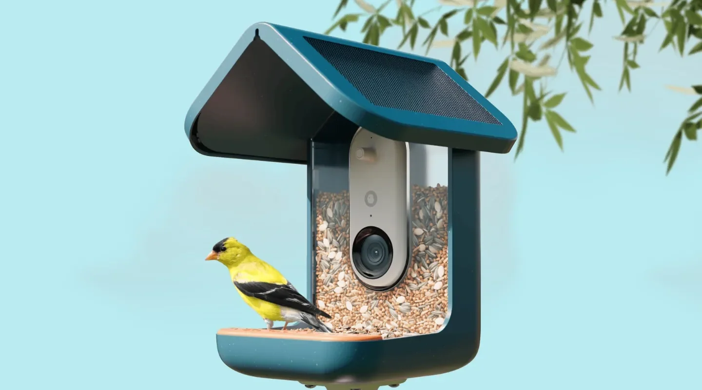 Ağıllı quş yemliyi "BirdBuddy" Prime Day çərçivəsində gözlənilməz populyarlıq qazanıb