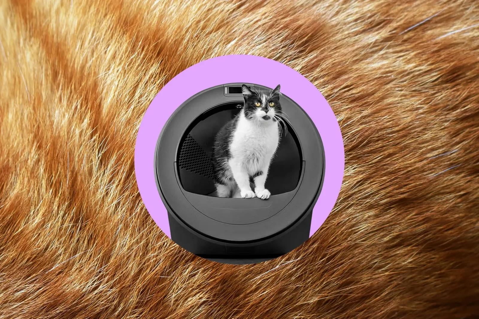 Litter-Robot 5 Pro: Süni intellektlə işləyən tualet robotu niyə gözləntiləri doğrultmur?