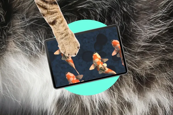 Pişikləriniz üçün rəqəmsal əyləncə: iPad oyunları və YouTube videoları