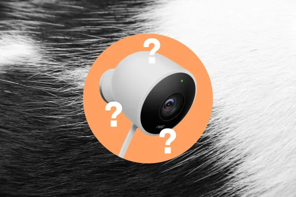 Google-un "Pet Memory" funksiyası: Ev heyvanlarını tanımaqda gözləntilər doğrulmadı