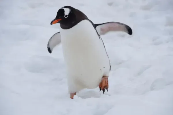Linus Torvalds süni intellektin köməyi ilə hazırlanan ilk Linux yamağını təqdim etdi